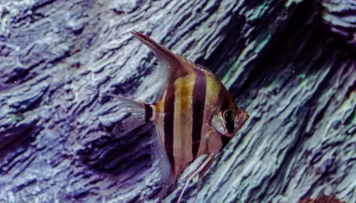 Zebra Angelfish