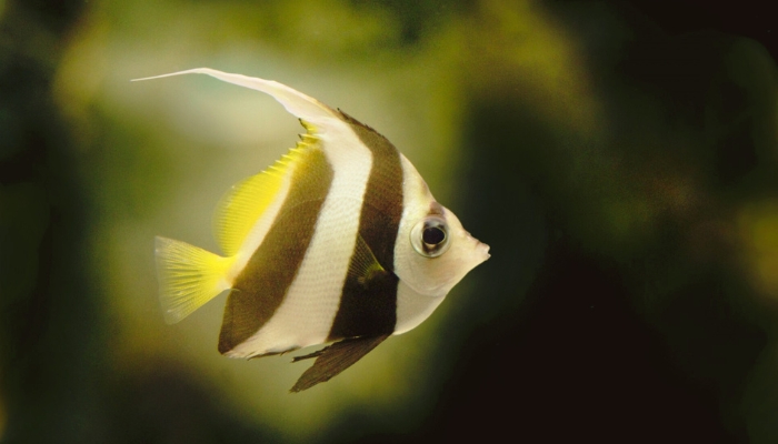 angelfish care tips