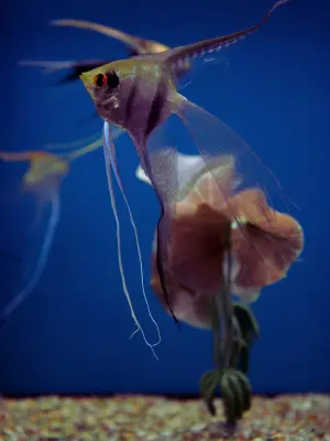 angelfish temperature