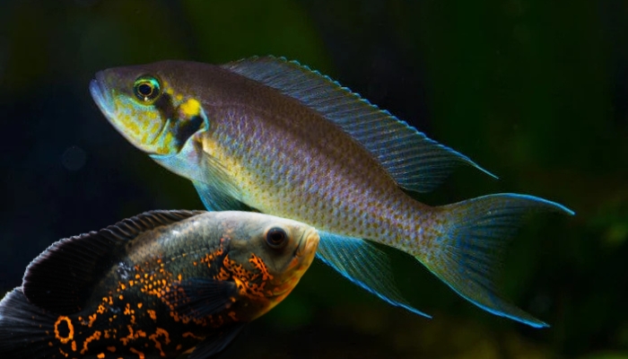 blue face brichardii fish and oscar fish​