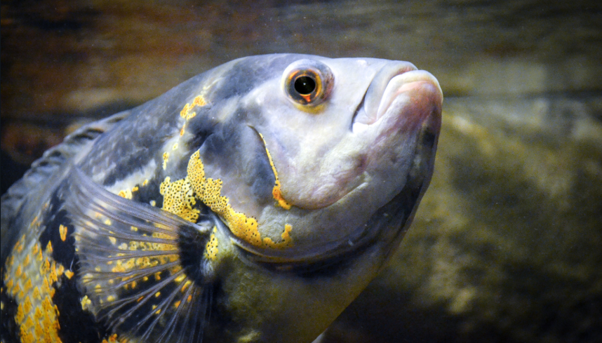 do Oscar fish have teeth