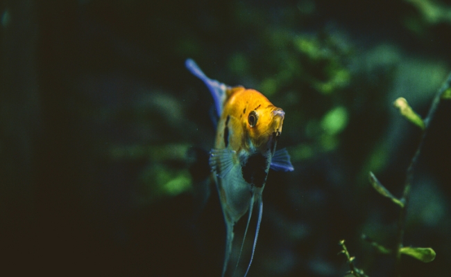 where does angelfish live